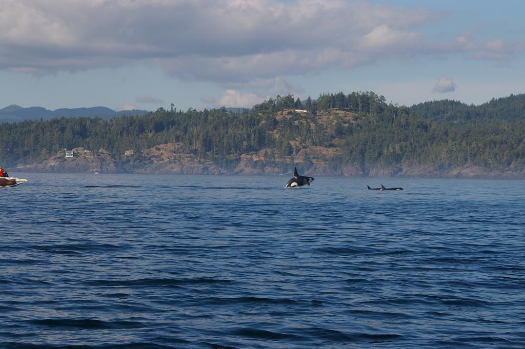 Salty Towers Ocean Front Cottages Sooke Extérieur photo